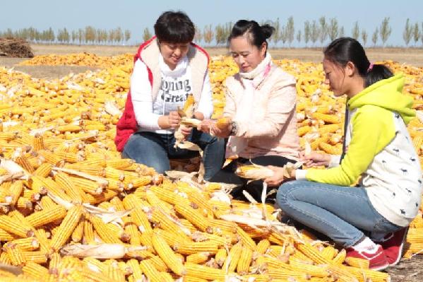 阿榮旗糧產(chǎn)創(chuàng)紀(jì)錄，13億人每人又多三斤糧