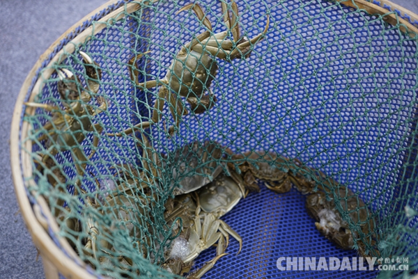 2018中國(guó)蘇州陽澄湖大閘蟹開捕節(jié)在“蟹都”巴城開幕