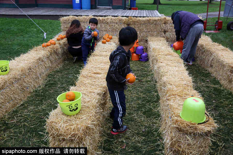 加拿大安大略?。耗信仙冽R出動(dòng)！數(shù)百人參加南瓜節(jié)慶?；顒?dòng)