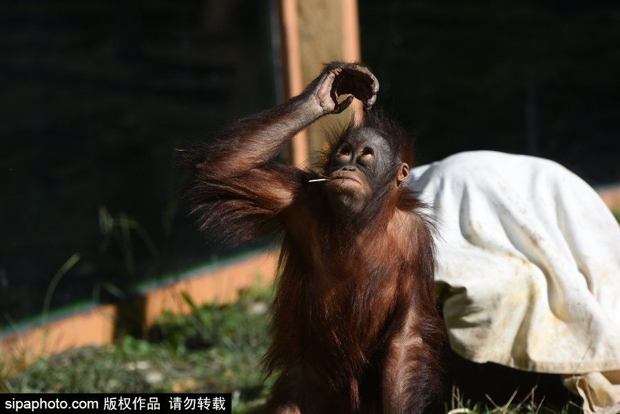 西班牙：馬德里動(dòng)物園為萬圣節(jié)做準(zhǔn)備 婆羅洲猩猩寶寶享用南瓜早餐調(diào)皮可愛