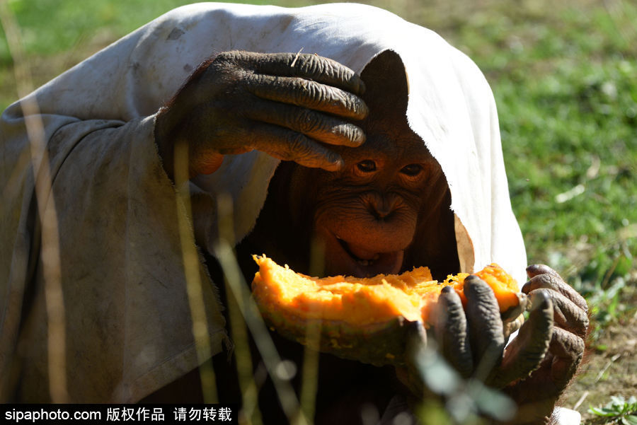 西班牙：馬德里動物園為萬圣節(jié)做準備 婆羅洲猩猩寶寶享用南瓜早餐調(diào)皮可愛