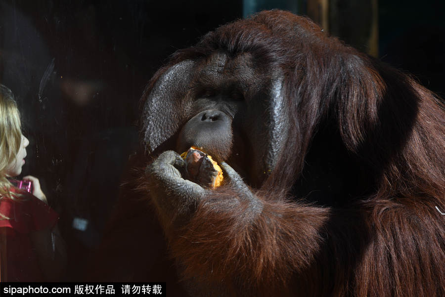 西班牙：馬德里動物園為萬圣節(jié)做準備 婆羅洲猩猩寶寶享用南瓜早餐調(diào)皮可愛
