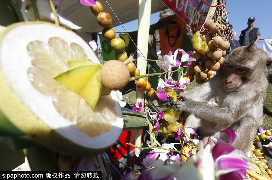 泰國(guó)：狂吃海塞歡度節(jié)日！猴子自助餐節(jié)在曼谷舉行