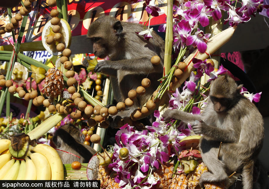 泰國(guó)：狂吃海塞歡度節(jié)日！猴子自助餐節(jié)在曼谷舉行